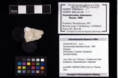 Foto (Objekt + Etikett) von Goniodromites bidentatus (Reuss, 1859)  (NHMW-GEO-2014-0194-1010)